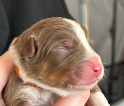 Les chiots de Berger Australien