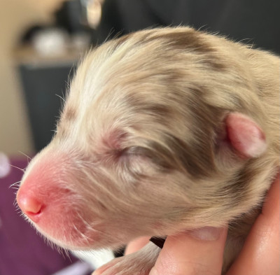 Les chiots de Berger Australien