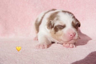 Les chiots de Berger Australien