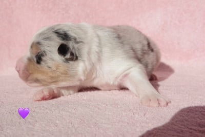 Les chiots de Berger Australien