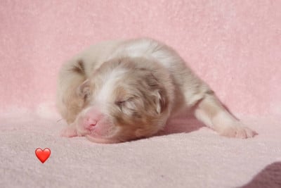 Les chiots de Berger Australien