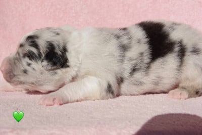 Les chiots de Berger Australien