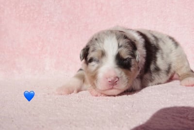 Les chiots de Berger Australien
