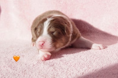 Les chiots de Berger Australien