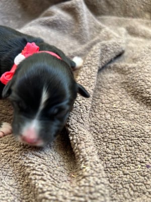 Big WOW Rose - Berger Américain Miniature