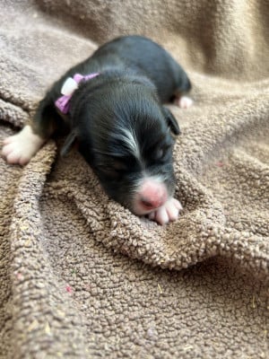 Big WOW Violet - Berger Américain Miniature