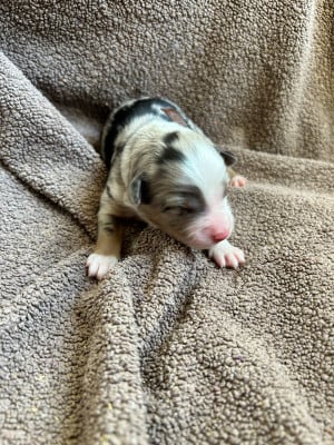 Big WOW Marron - Berger Américain Miniature