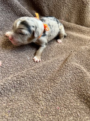 Big WOW orange - Berger Américain Miniature