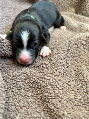 Big WOW vett - Berger Américain Miniature