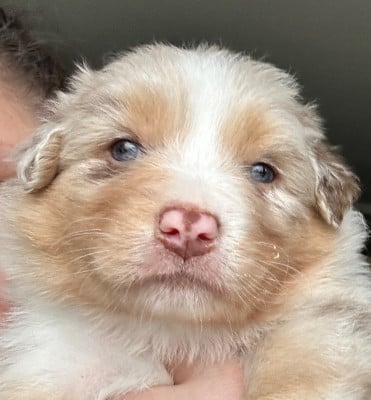 Les chiots de Berger Australien