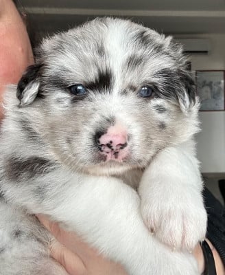 Les chiots de Berger Australien