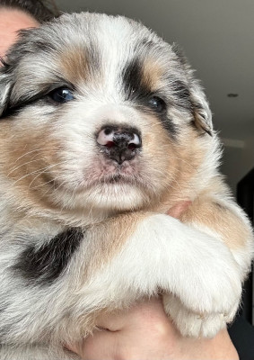 Les chiots de Berger Australien