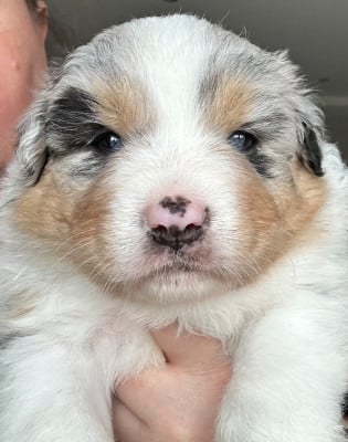 Les chiots de Berger Australien