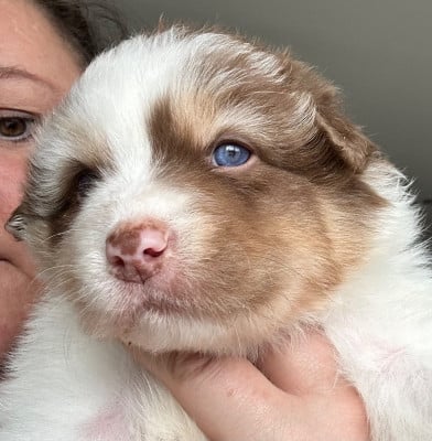 Les chiots de Berger Australien