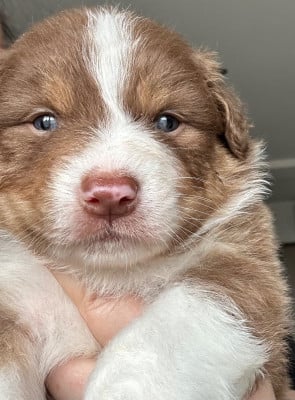 Les chiots de Berger Australien