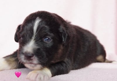 Les chiots de Berger Américain Miniature 