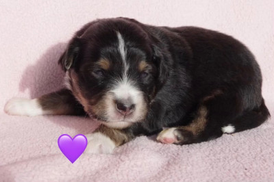 Les chiots de Berger Américain Miniature 