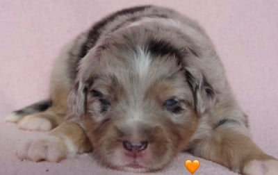 Les chiots de Berger Américain Miniature 