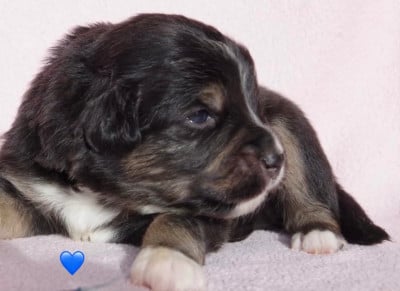 Les chiots de Berger Américain Miniature 