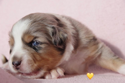 Les chiots de Berger Américain Miniature 