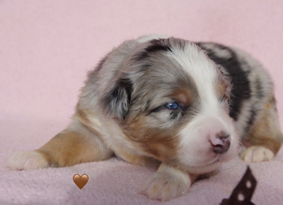Les chiots de Berger Américain Miniature 