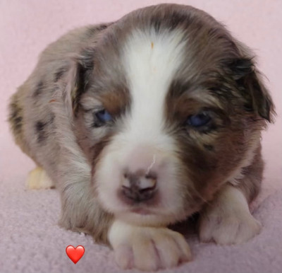 Les chiots de Berger Américain Miniature 