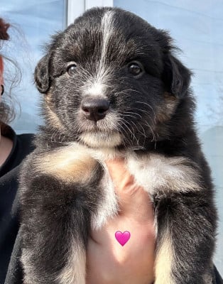 Les chiots de Berger Américain Miniature