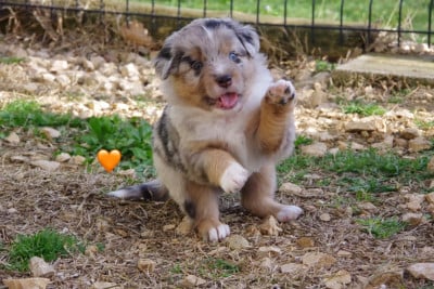 Les chiots de Berger Américain Miniature
