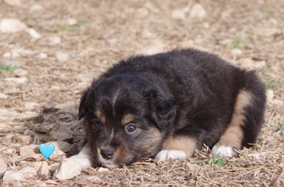 Les chiots de Berger Américain Miniature