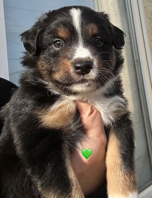 Les chiots de Berger Américain Miniature