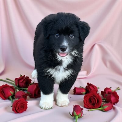 Les chiots de Berger Australien