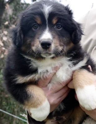 Les chiots de Berger Américain Miniature 