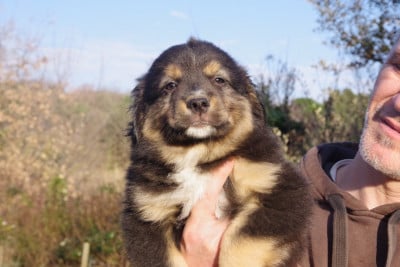 Les chiots de Berger Américain Miniature 
