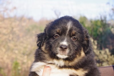 Les chiots de Berger Américain Miniature 