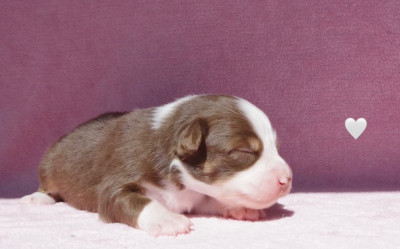 Les chiots de Berger Australien