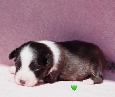 Les chiots de Berger Australien