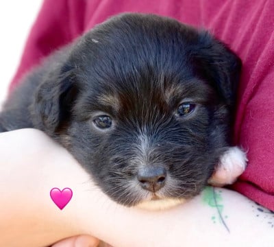 Les chiots de Berger Australien
