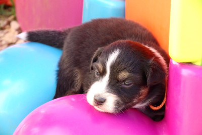 Les chiots de Berger Australien