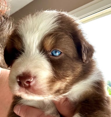 Les chiots de Berger Australien