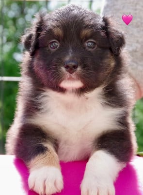 Les chiots de Berger Australien