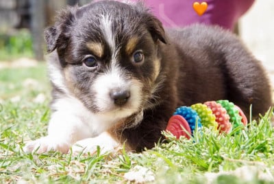 Les chiots de Berger Australien