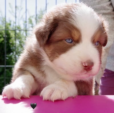 Les chiots de Berger Australien