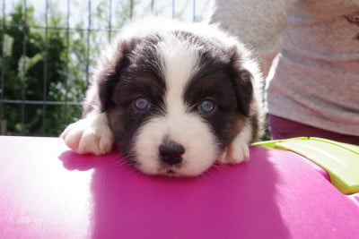 Les chiots de Berger Australien