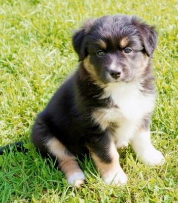 Les chiots de Berger Australien