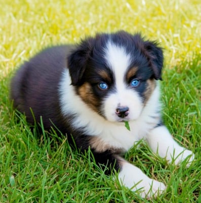 Les chiots de Berger Australien