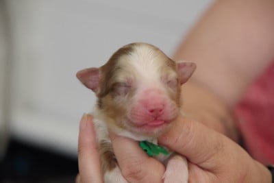 Les chiots de Berger Australien