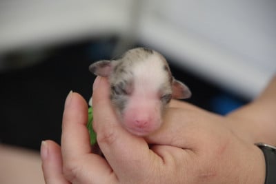 Les chiots de Berger Australien