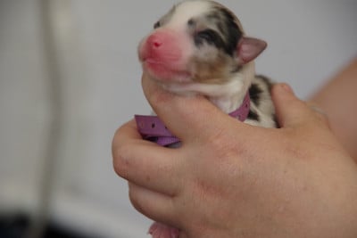 Les chiots de Berger Australien