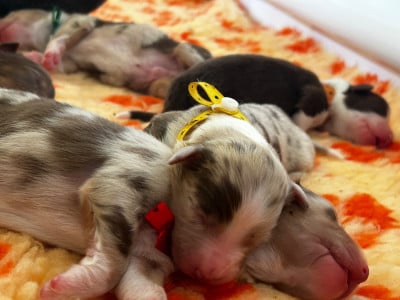 Les chiots de Berger Australien