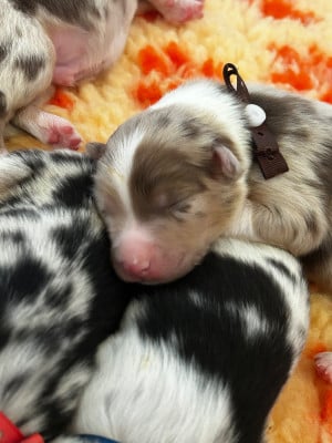 Les chiots de Berger Australien